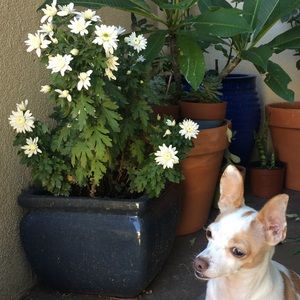 Meet your Posher, Daphne